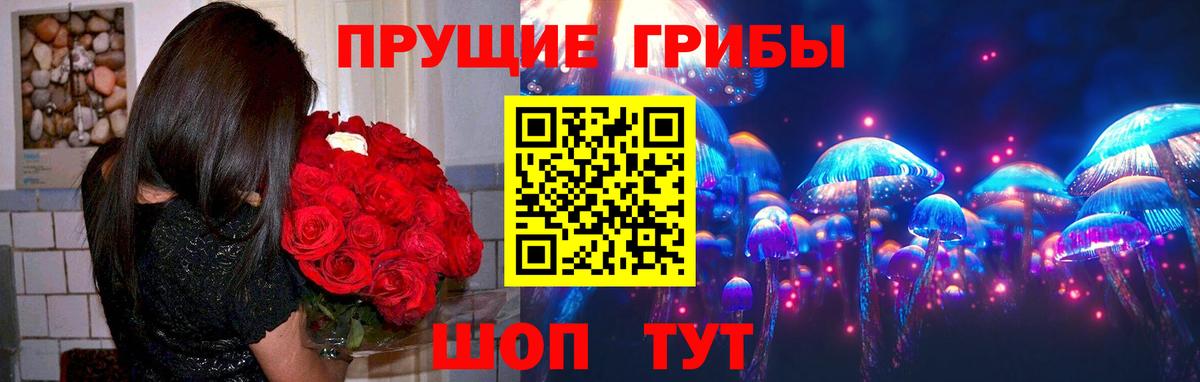 Галлюциногенные грибы Psilocybine cubensis Калининград