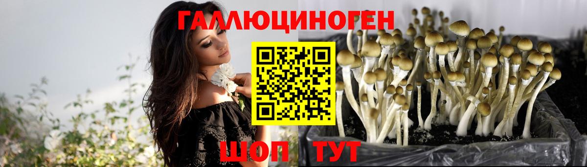 Галлюциногенные грибы GOLDEN TEACHER  Вход с VPN  Калининград  Галлюциногенные грибы мицелий 